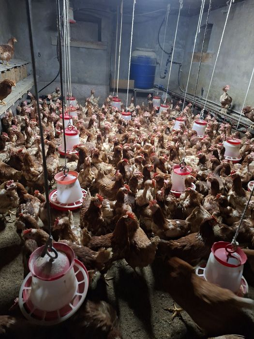 Gaini ouătoare  11 luni