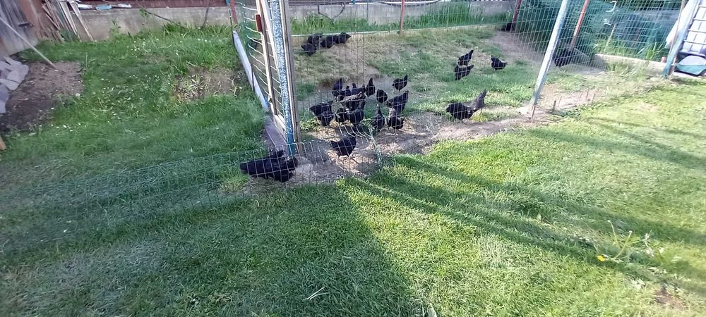 Vand pui de rasă Australorp Brasov • OLX.ro