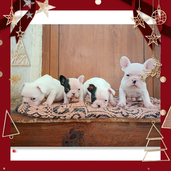 Френски булдог кученца