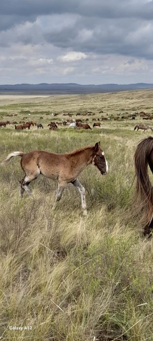 Кобылы с жеребятами