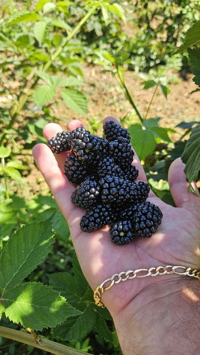 Предлагам елитен разсад малини и къпини