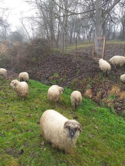 Vând 13 oi, pret 750 bucata, negociabil