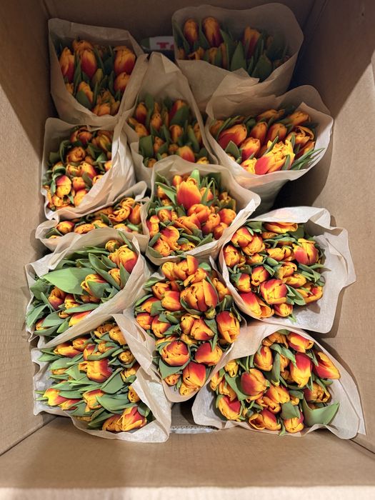 Тюльпаны оптом и розницу