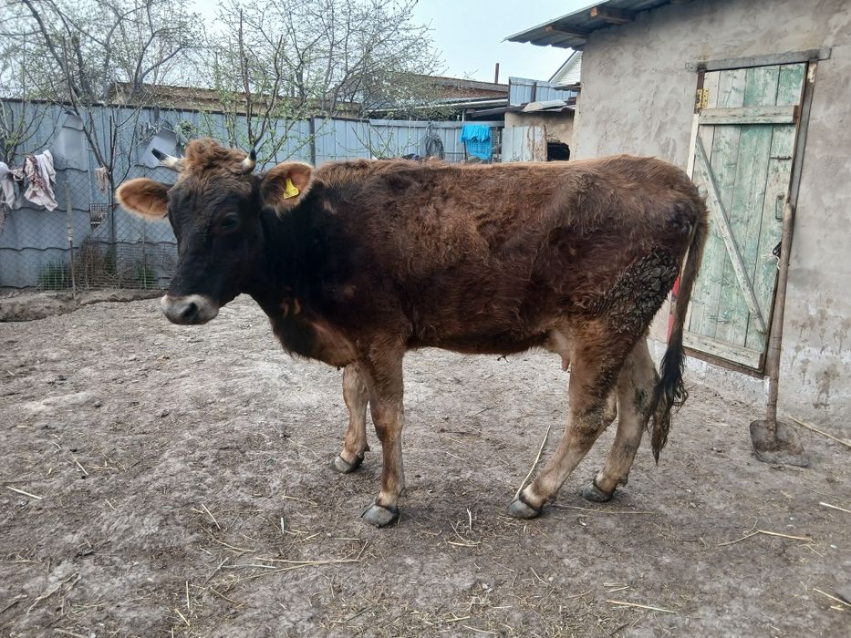 Продам алатау телку первый отель