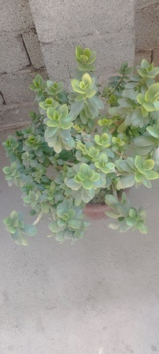 Sotiladi gullar  srochna