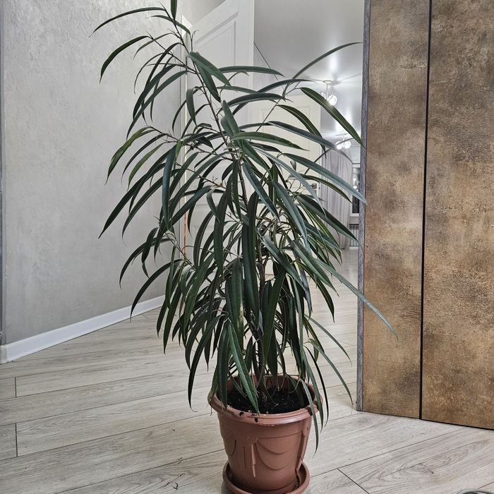 Фикус али продам