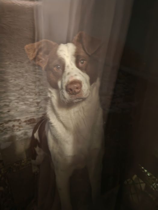 Cățel jucăuș își caută o familie iubitoare