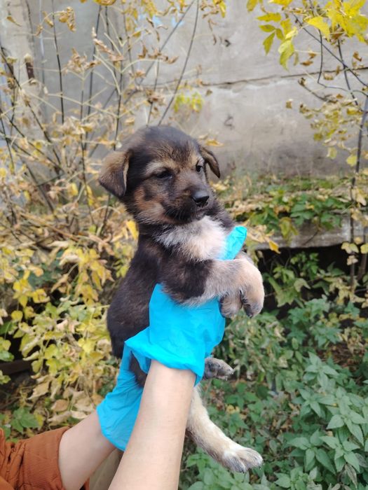 Щенята ну очень хорошие 1 месяц