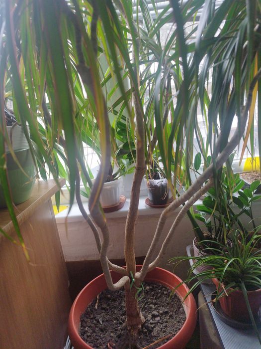 Драцена Маргината