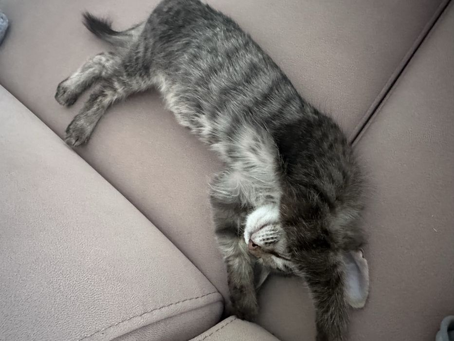 Отлам котенка в хорошие руки