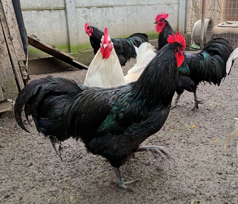 Cocoși Australorp