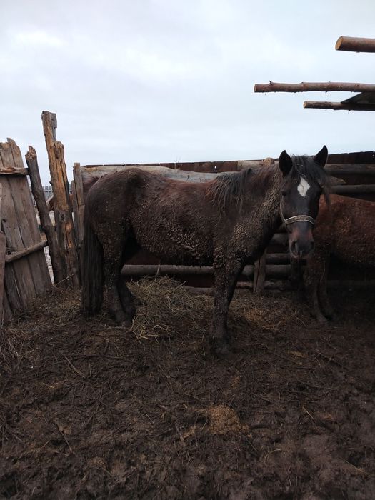 Продам кабылу 6 лет