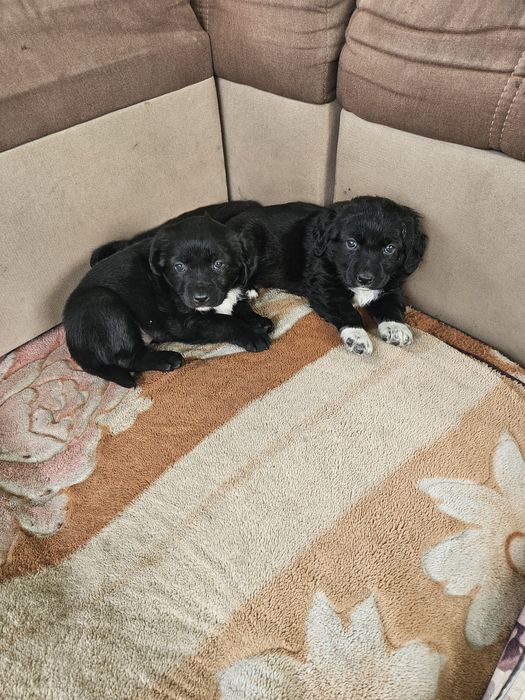 Прекрасные щенки спаниеля