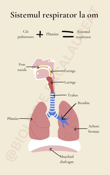 Ofer meditatii la biologie