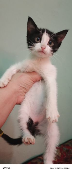 150 mingdan sotiladi