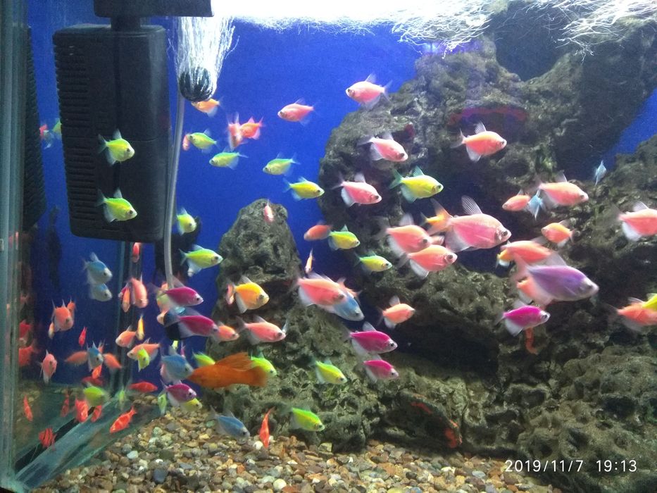 Продам Гло Фиш тернецыя барбусы и данио