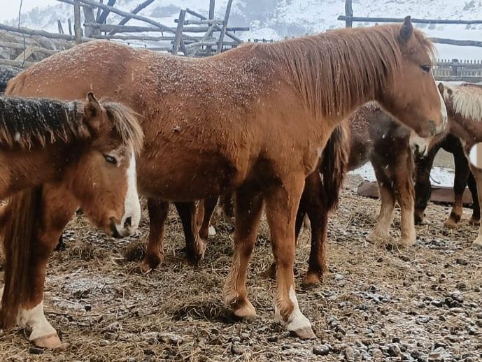 Айғыр сатылады, продается жеребец