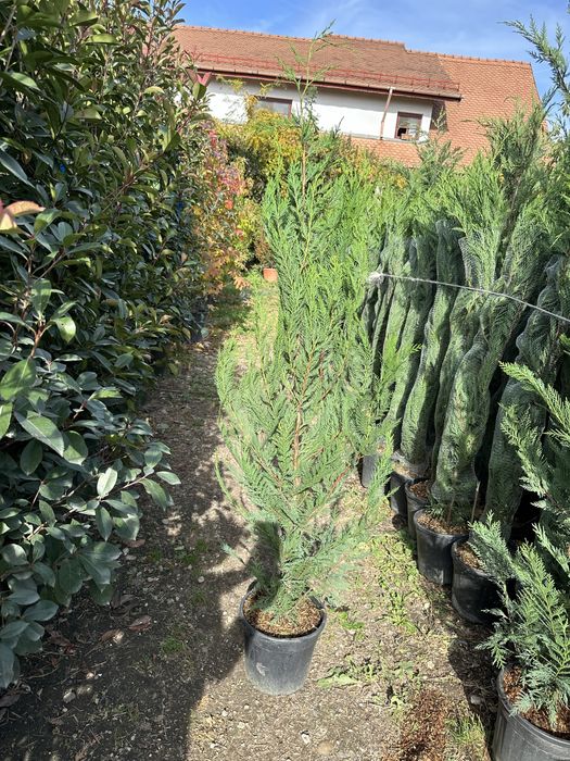 Leylandii chiparos Brazii Mesteacan