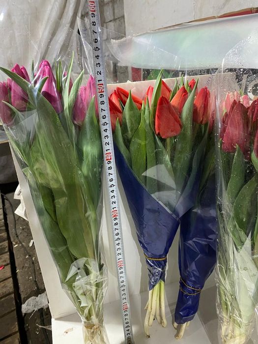 Тюльпаны оптом или в розницу
