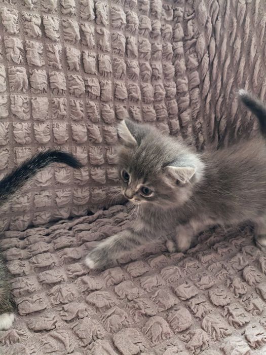 Отдам котят в хорошие руки