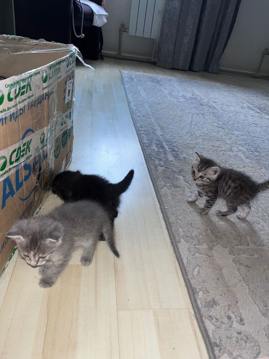 Голубоглазые котята