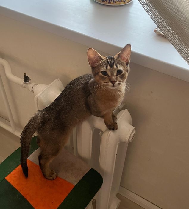 Отдам котенка в добрые руки