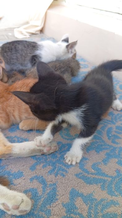 Mushukchalarni tarqataman bepul xonaki