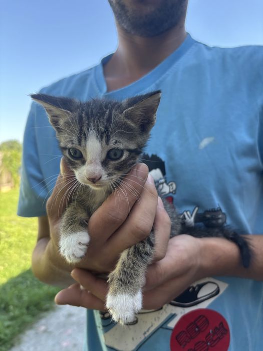 Adoptie pisoiasi