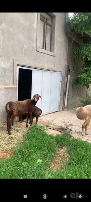 1 ta ona qòy 2 ta bolasi blan