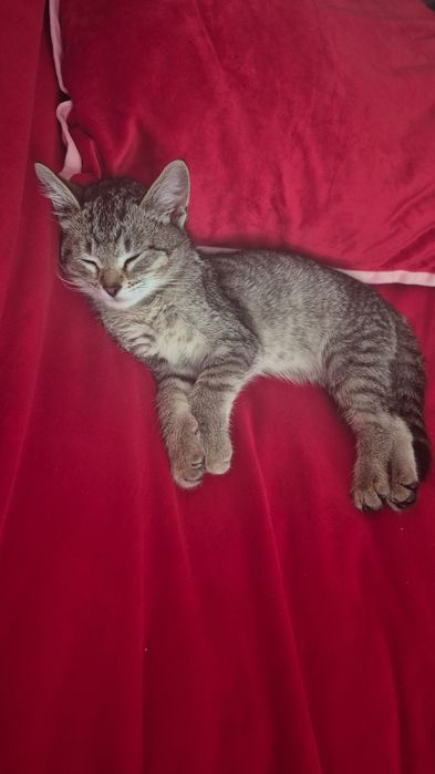 Породистый котенок(самка)