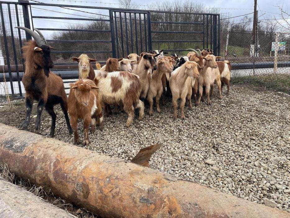 Vând capre gestante, tinere, de rasă – bune de lapte și prăsilă