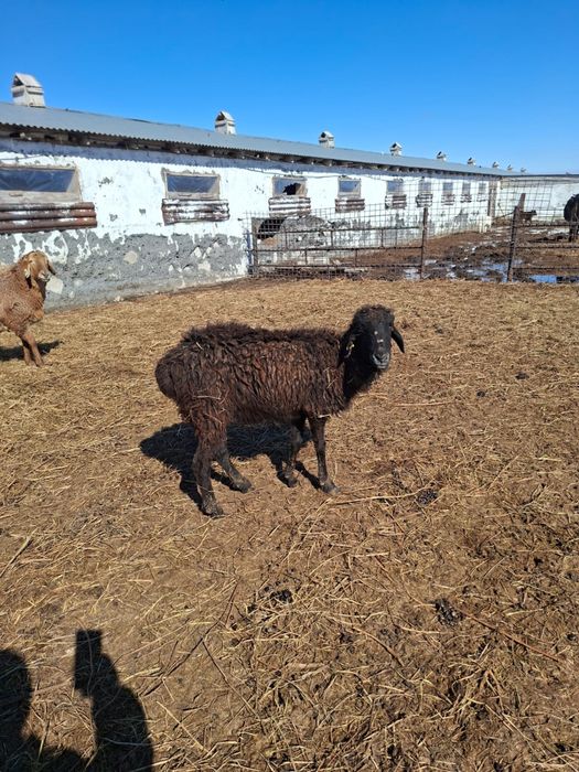 СРОЧНО продам барануху