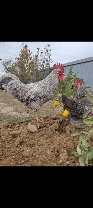 Яицо для инкубаций