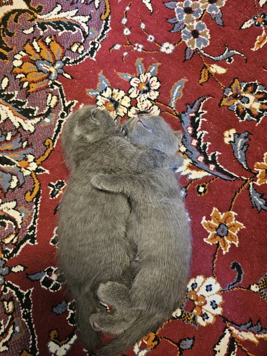 Скотиш фолд 4 кошки