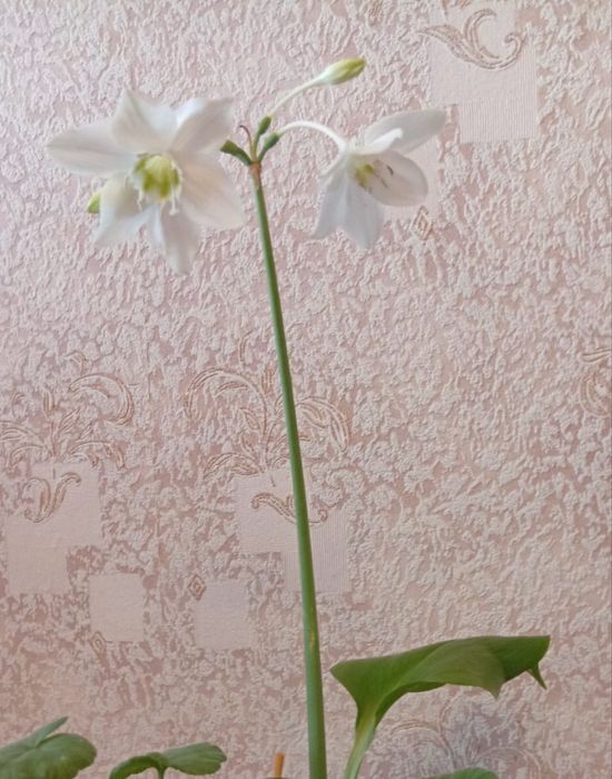 Продам комнатный цветок