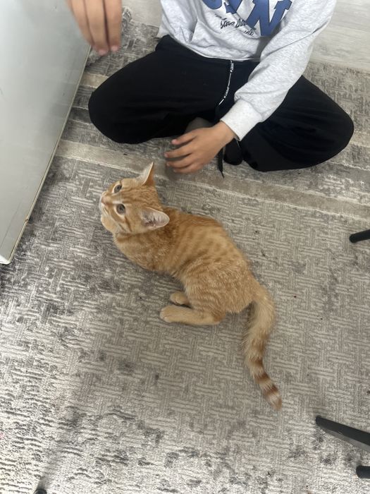 Уй мысығы 6 айлык, ұл