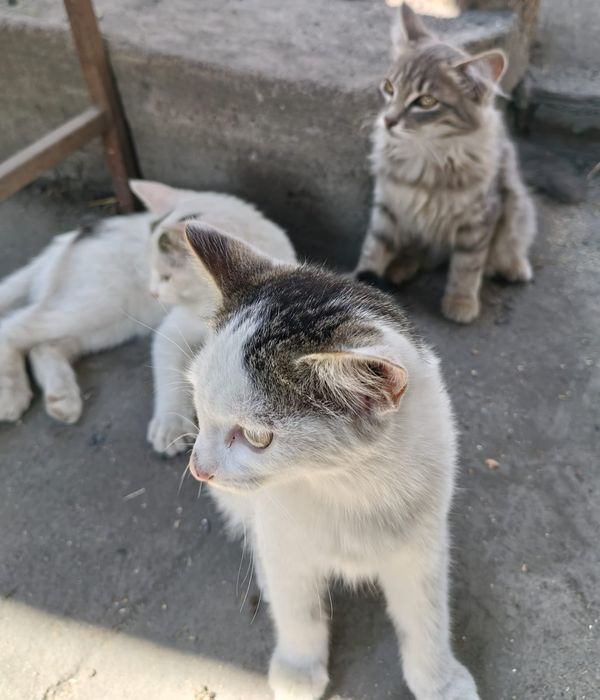 Отдам котят крысоловов
