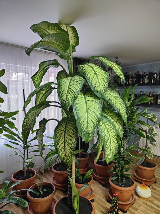 Vând floare ornamentala