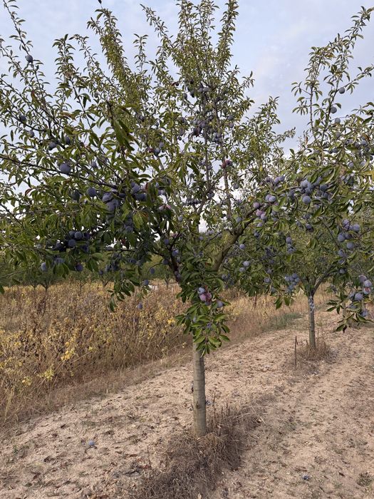 Prune de vanzare