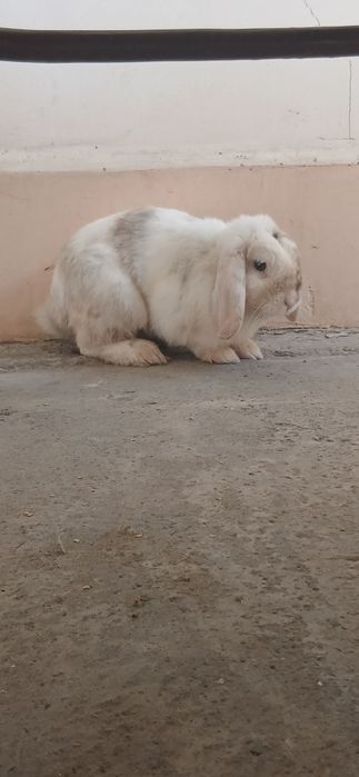 Quyon sotiladi..