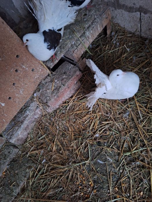 Porumbei rotati coada roata