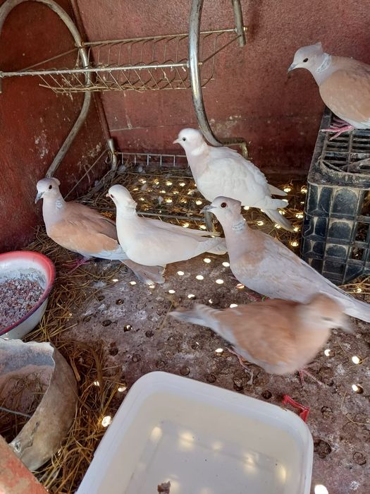 Turturele râzătoare motate