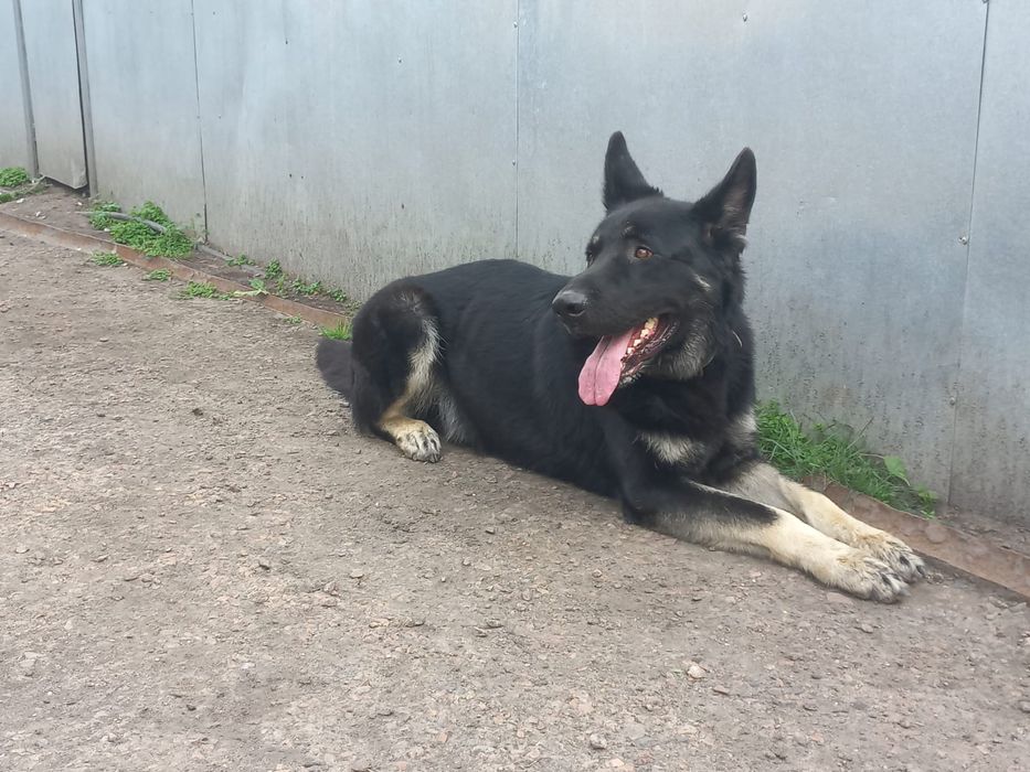 Вязка ищет подружку ВЕО