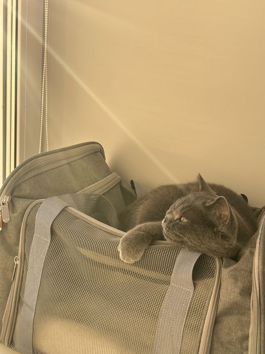 Кошка британская