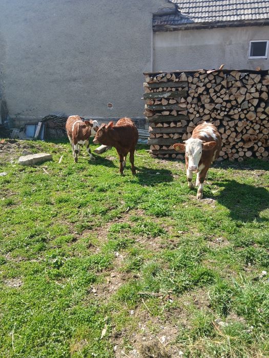 De vanzare vitele 7 luni!!!