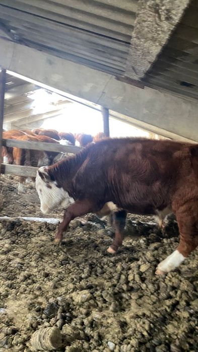 3 жасар бир бас, 2 жасар бир бас букалар сатылады