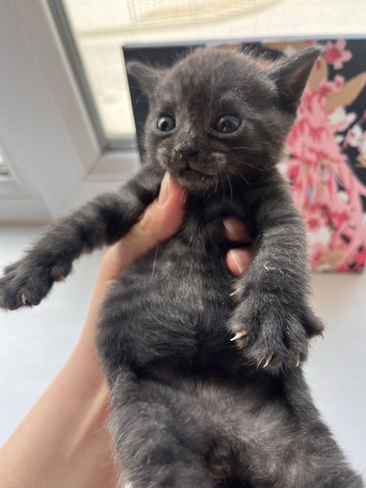 Котята породистые