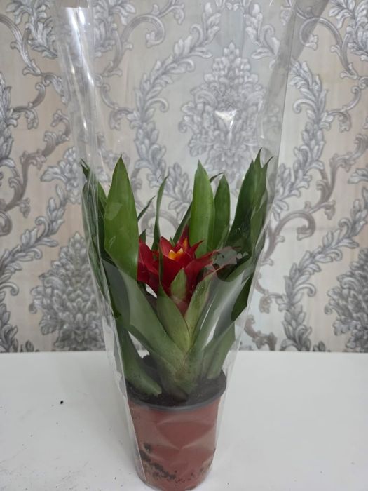 Домошние цветы , Үй өсімдіктері