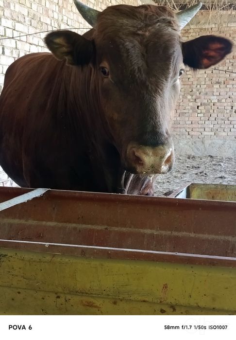 Limuzin buqa sotiladi 1 yosharu 7 oylik , boʻyi  142 ,  vesi 780 kg