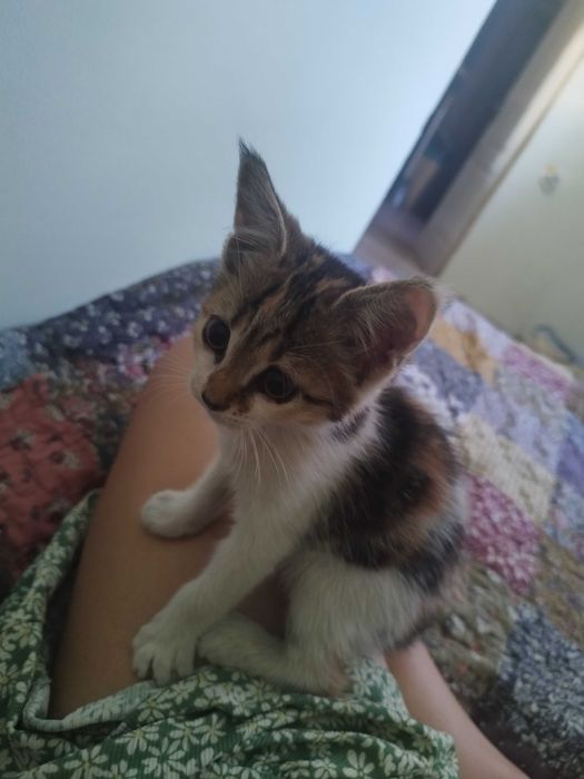 Подарявам котета
